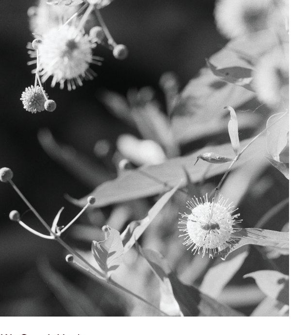 We Speak Hush — Buttonwillow